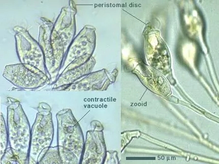 clip_image018.jpg