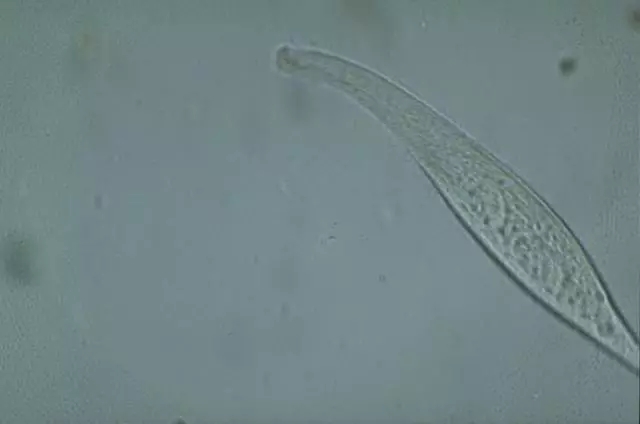 clip_image038.jpg